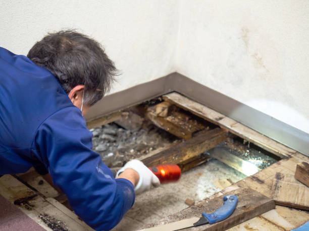 Best Localized Mold Remediation (e.g., coastal areas, humid climates) in Galena, IL