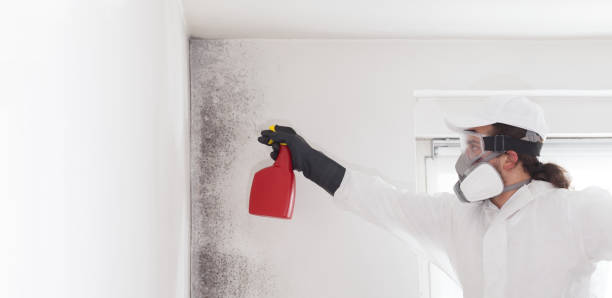 Reliable Galena, IL Mold Remediation Solutions
