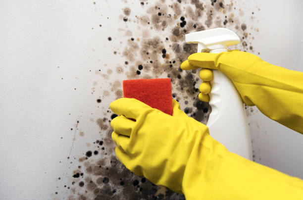 Best Bathroom Mold Remediation in Galena, IL