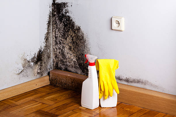 Best Post-Flood Mold Remediation in Galena, IL